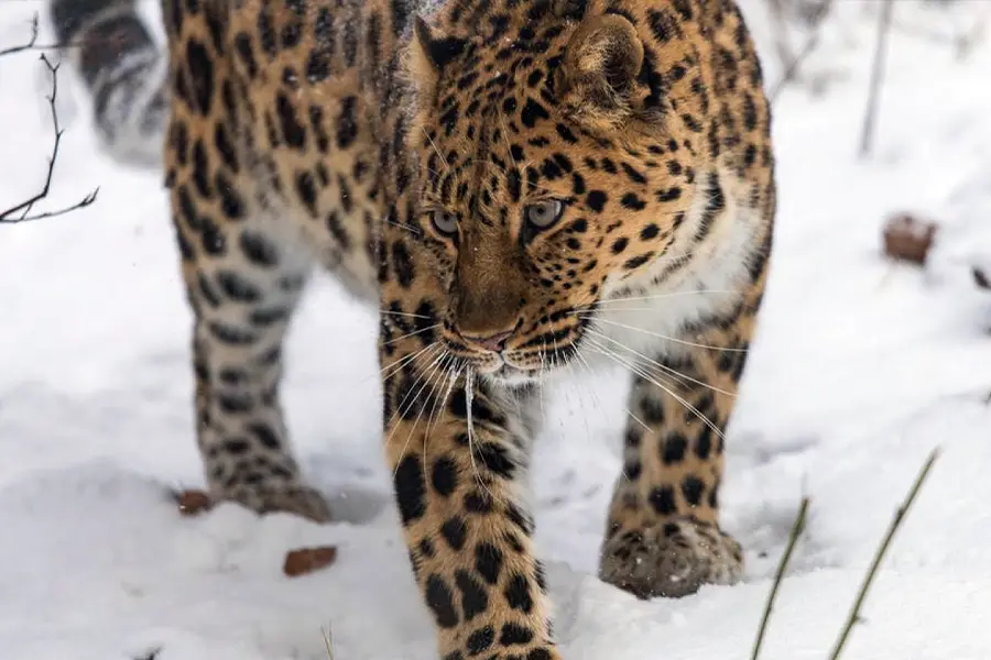 Amur leopard
