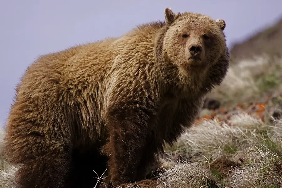 California Golden Bear