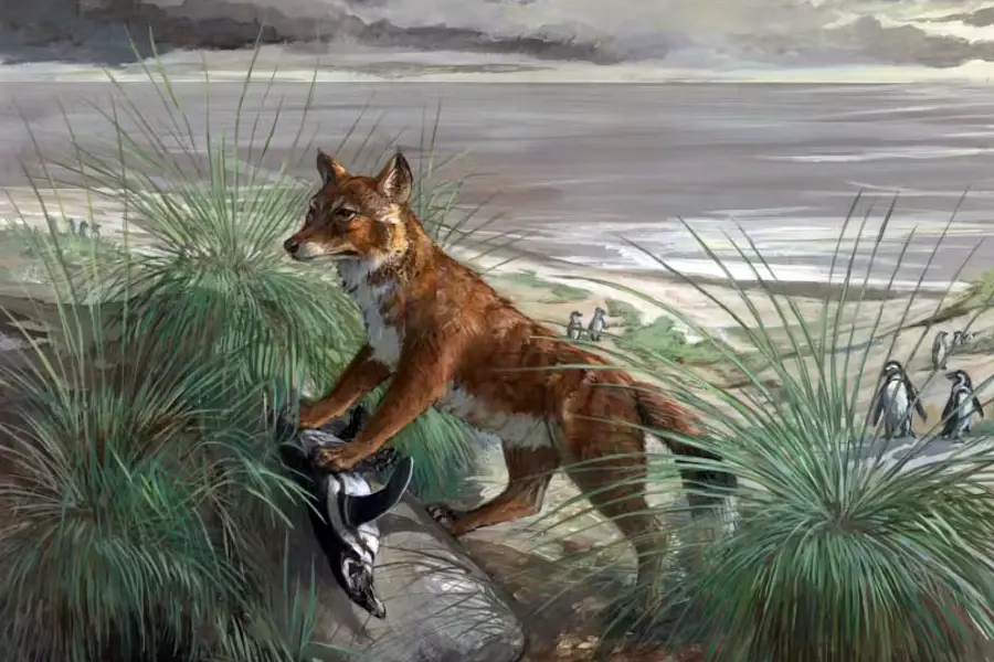 Falkland Islands wolf