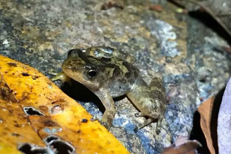 Gastric-Brooding Frog