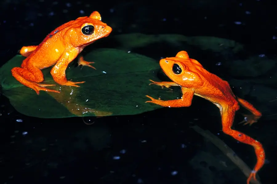 Golden Toads