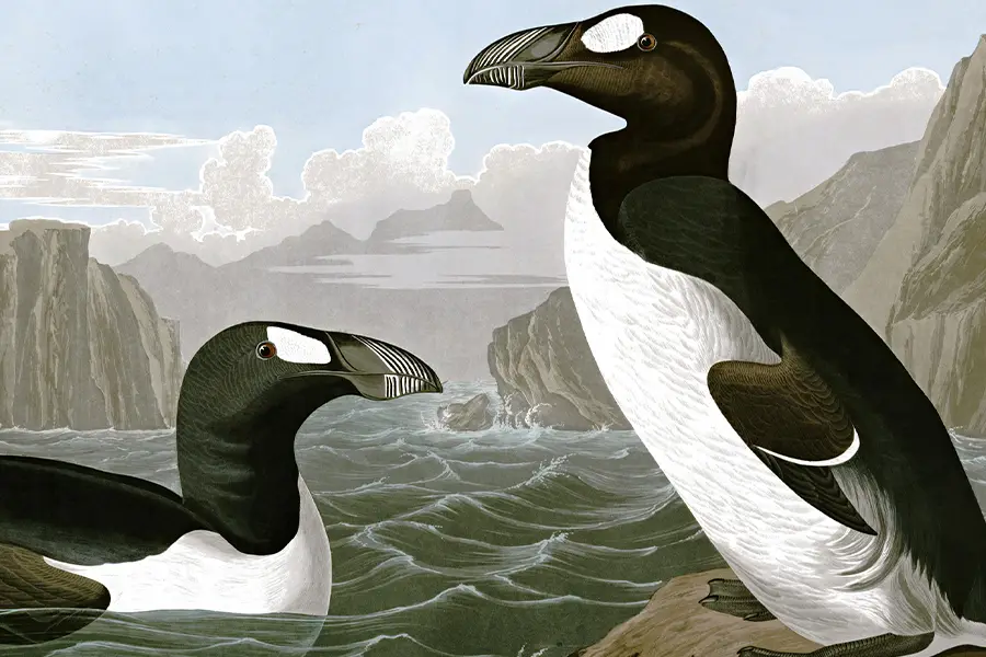 Great Auk