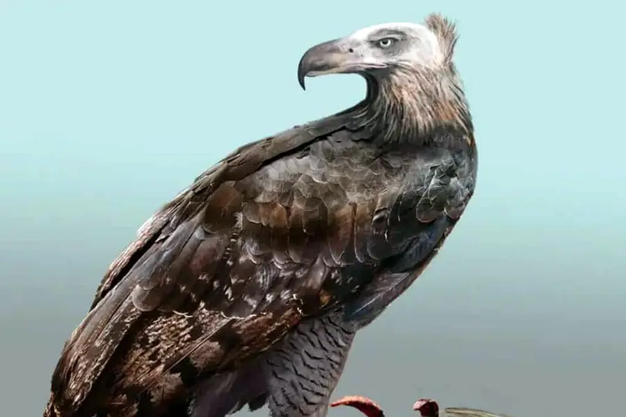 Haast’s Eagle
