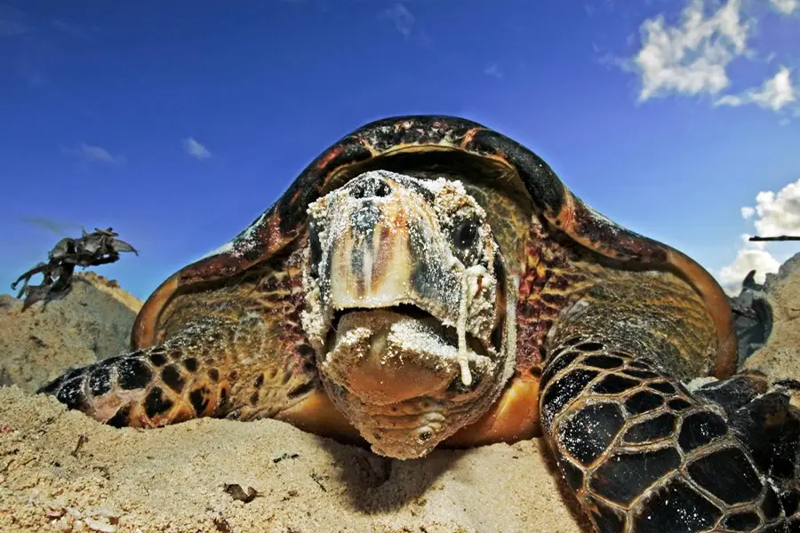 Hawksbill turtle