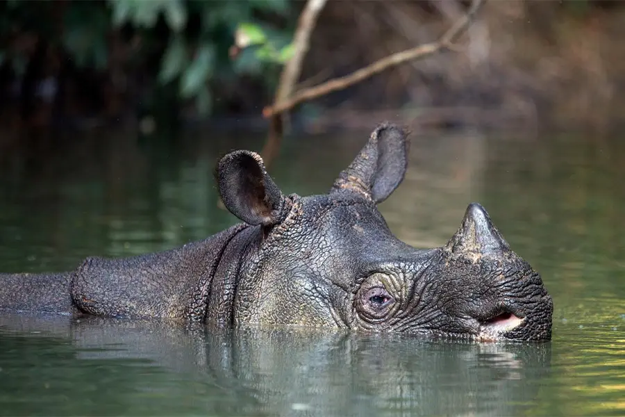 Javan Rhinos