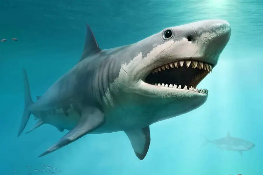 Megalodon