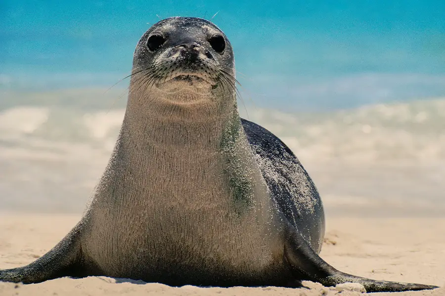 Monk Seals