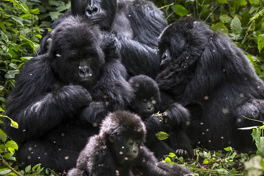Mountain gorilla