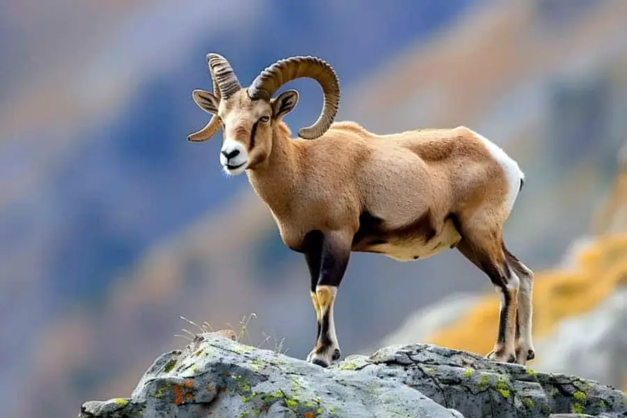 Pyrenean Ibex