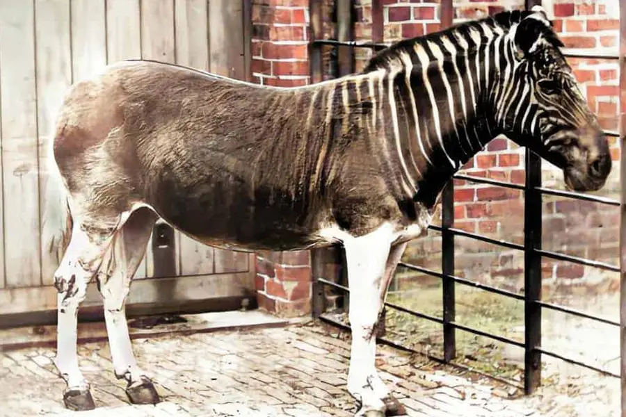 Quagga