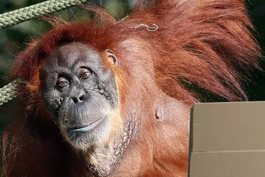 Sumatran Orangutan