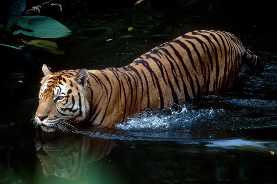 Sunda Tigers