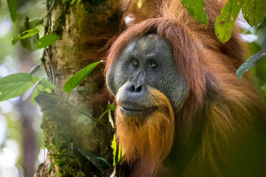 Tapanuli orangutan
