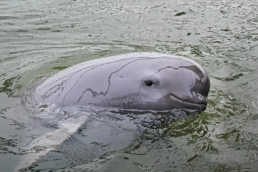 Yangtze Finless Porpoise
