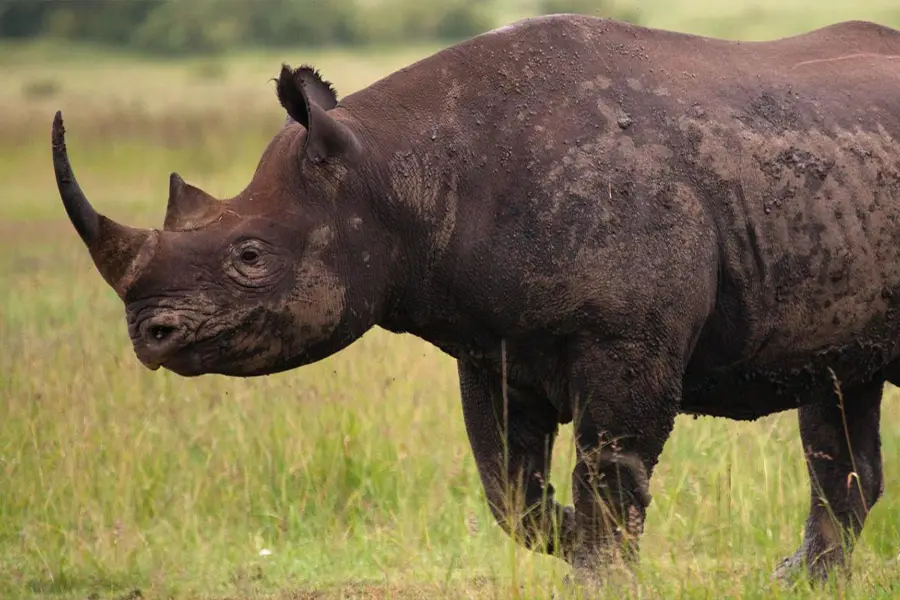 black rhino