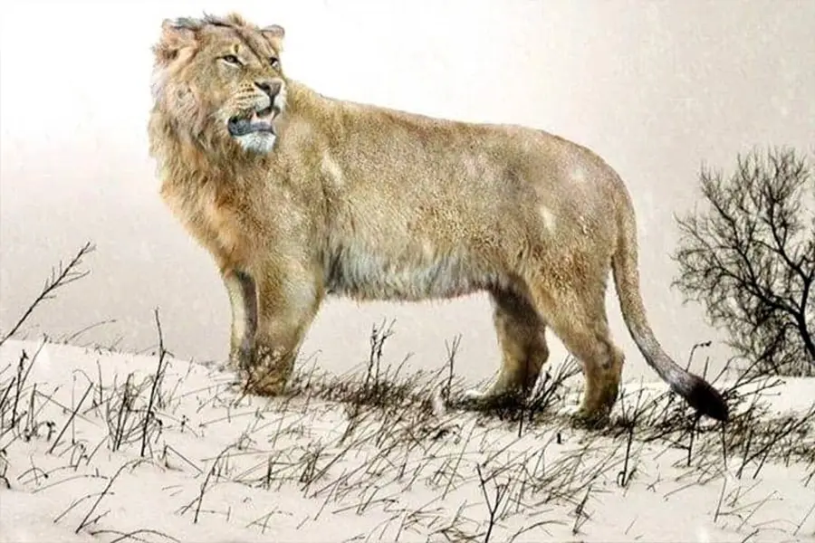 Cave Lion