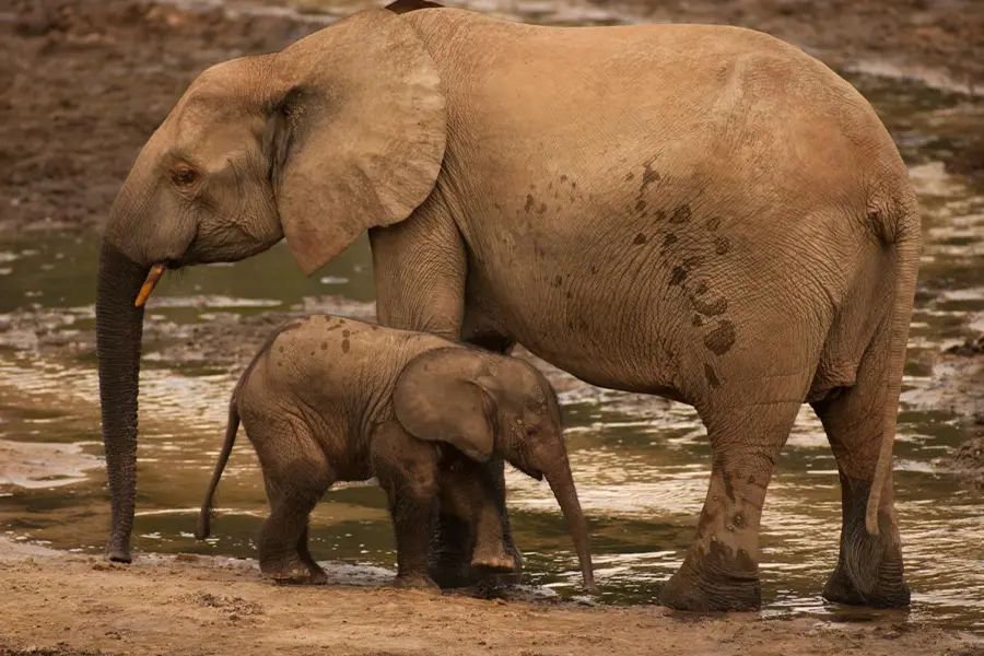 forest elephant