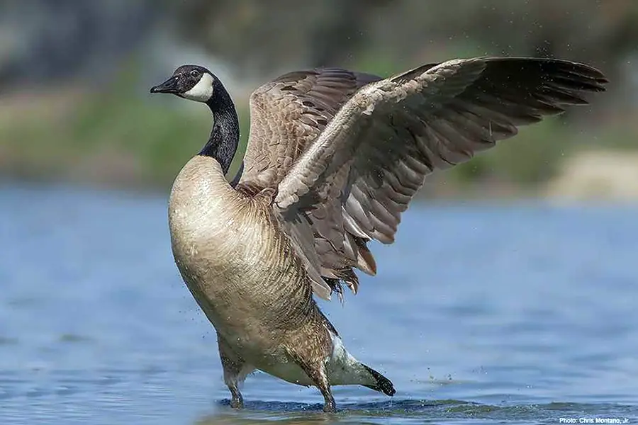 Top 10 Amazing Angry Birds in Real Life