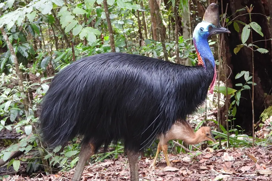 Top 10 Amazing Angry Birds in Real Life