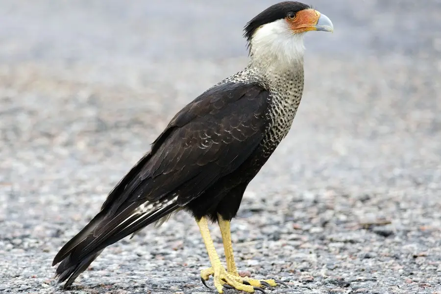 Top 10 Amazing Angry Birds in Real Life