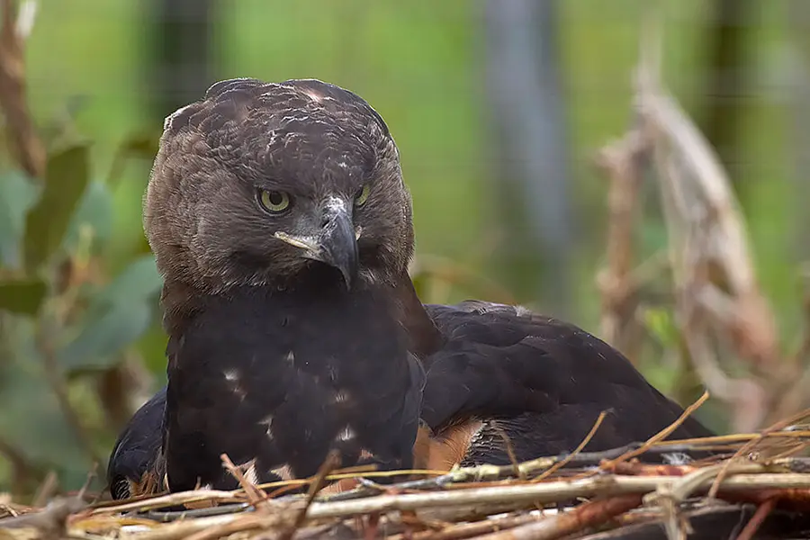 Top 10 Amazing Angry Birds in Real Life