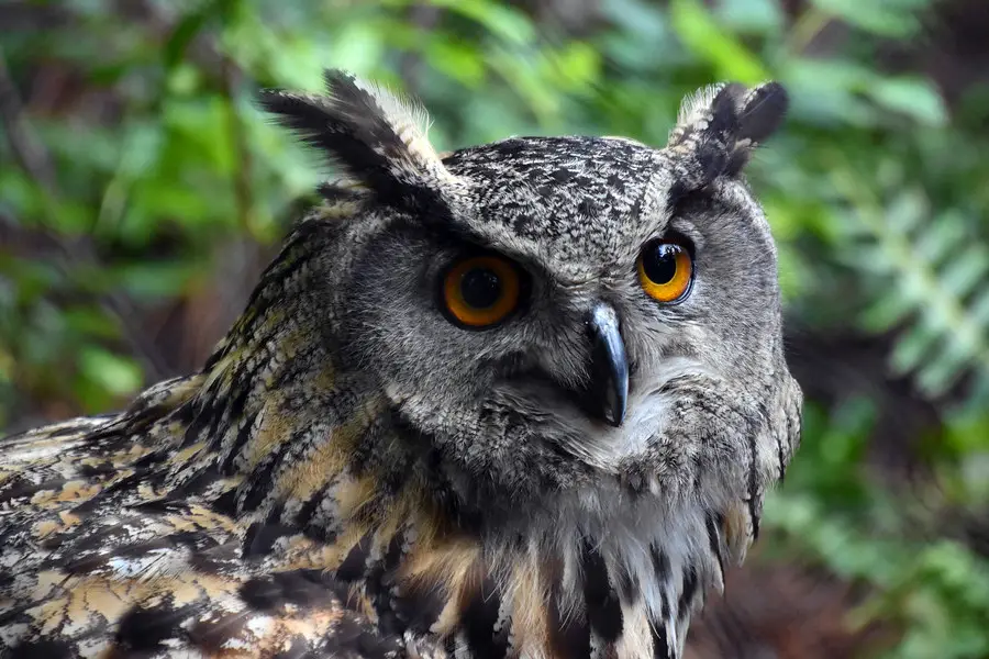 Top 10 Amazing Angry Birds in Real Life