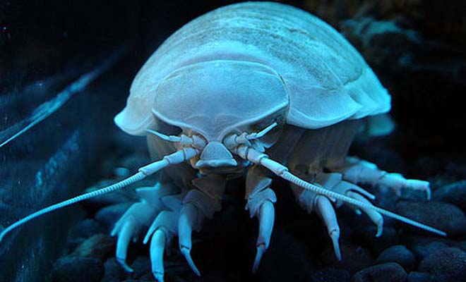 9 Shocking Deep Sea Fish and Creatures