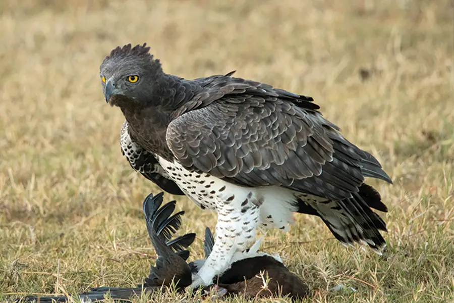 Top 10 Amazing Angry Birds in Real Life
