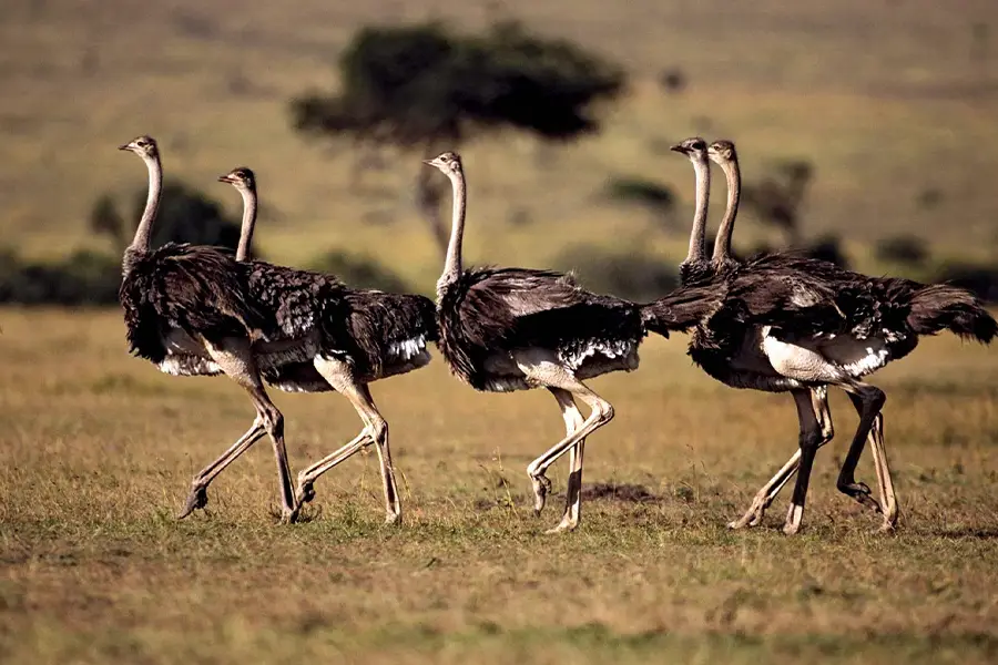 Top 10 Amazing Angry Birds in Real Life