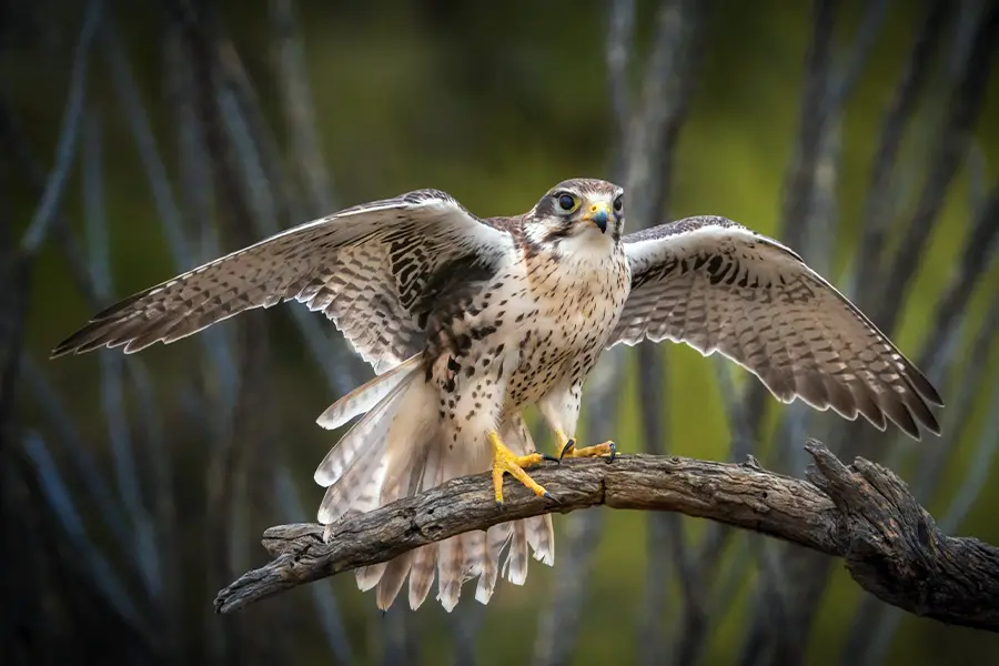 Top 10 Amazing Angry Birds in Real Life