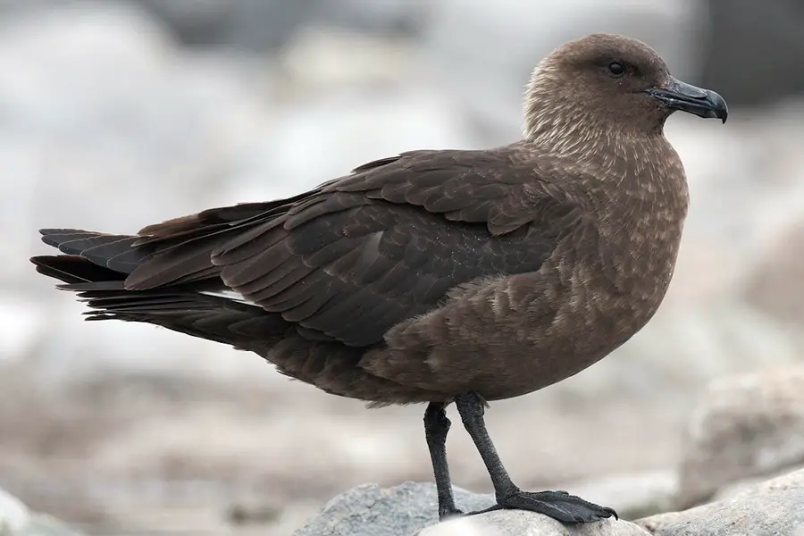 Top 10 Amazing Angry Birds in Real Life