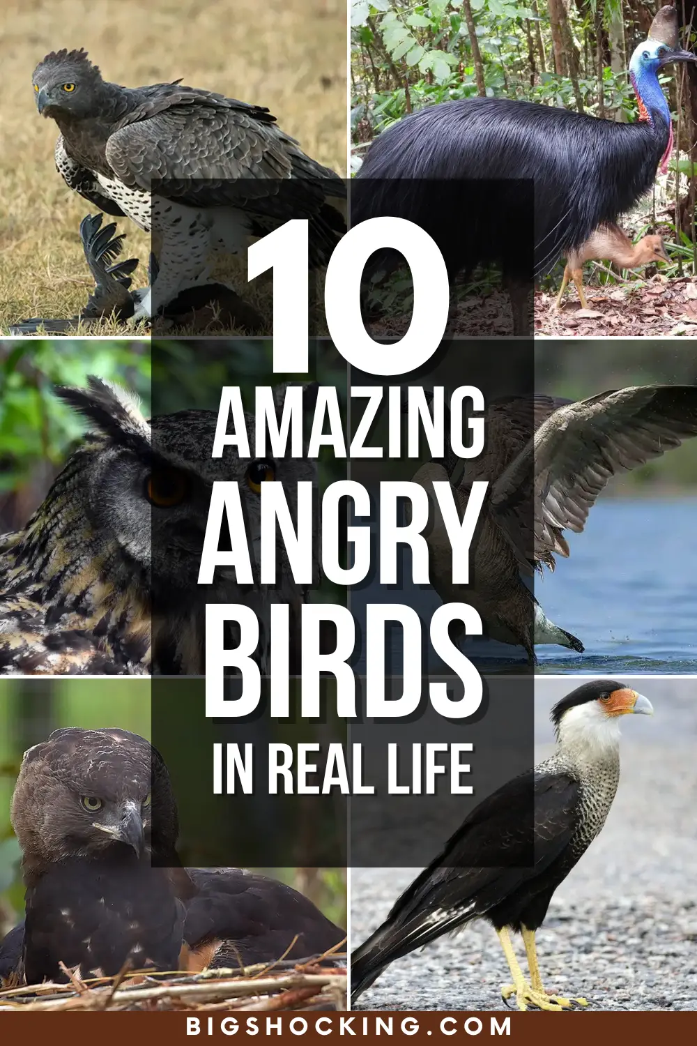Top 10 Amazing Angry Birds in Real Life