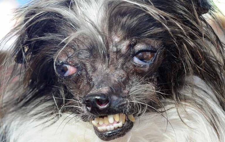 10 of the World’s Ugliest Dogs