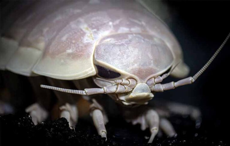 Ever wondered what’s creeping around in the Deepest Parts of the Gulf of Mexico