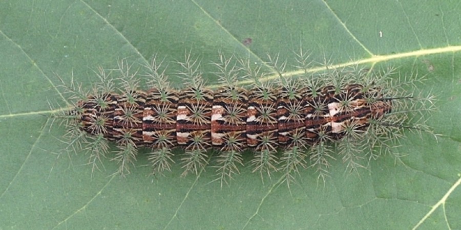Lonomia obliqua citsc 1