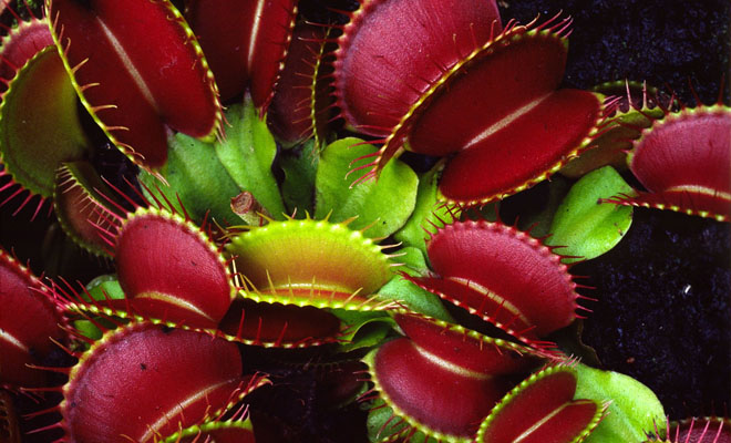 Top 10 Deadliest Plants in the World