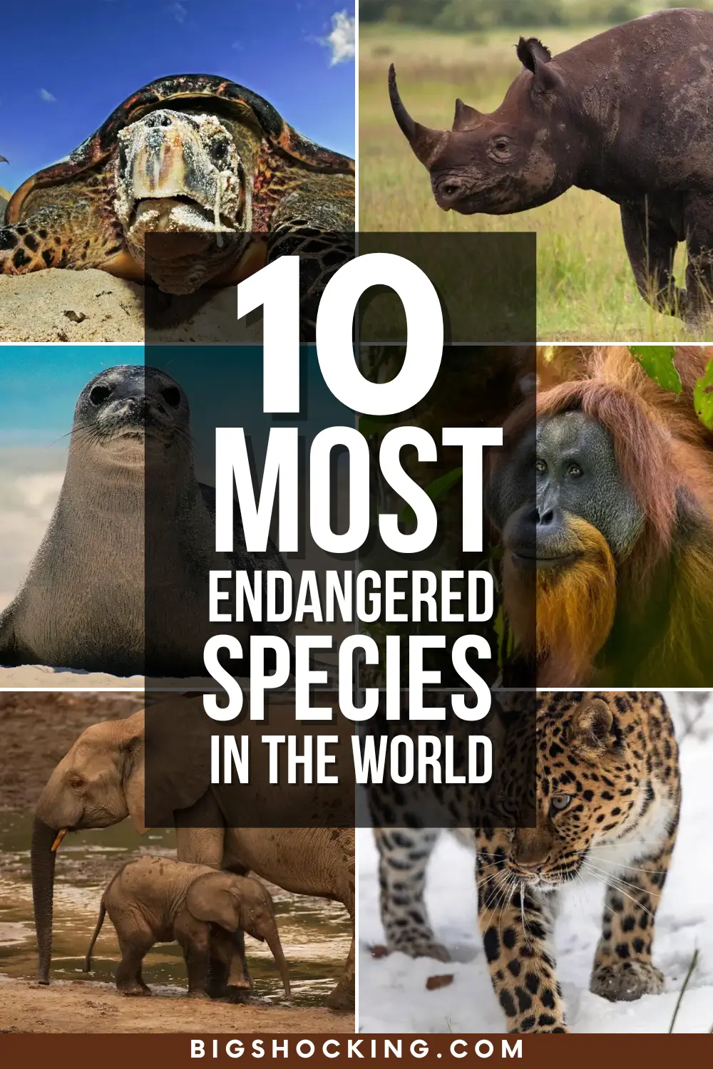 10+ Most Endangered Species in the World